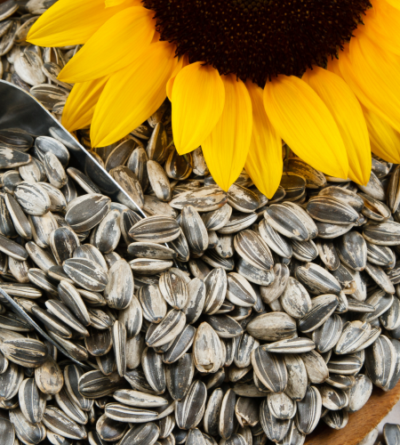 Sunflower-Seeds-1.png